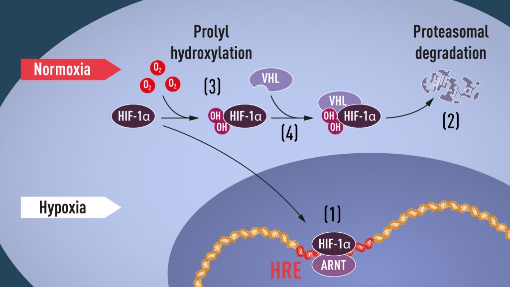 Wenn der Sauerstoffgehalt niedrig ist (Hypoxie), wird HIF-1α vor Abbau geschützt und sammelt sich im Zellkern an, wo es mit ARNT assoziiert und an spezifische DNA-Sequenzen (HRE) in hypoxie-regulierten Genen bindet (1). Bei normalen Sauerstoffgehalten wird HIF-1α durch das Proteasom (2) schnell abgebaut. Sauerstoff reguliert den Abbauprozess durch Addition von Hydroxylgruppen (OH) an HIF-1α (3). Das VHL-Protein kann dann einen Komplex mit HIF-1α erkennen und bilden, der in sauerstoffabhängiger Weise zu dessen Abbau führt (4).